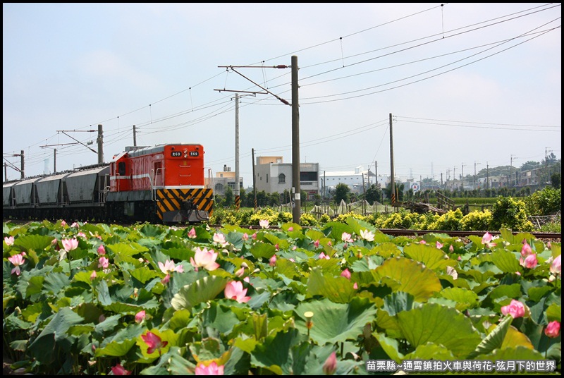 苗栗縣-通宵鎮拍火車與荷花 (16).JPG