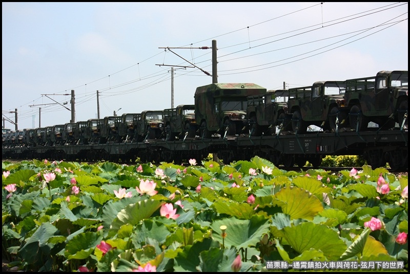 苗栗縣-通宵鎮拍火車與荷花 (18).JPG