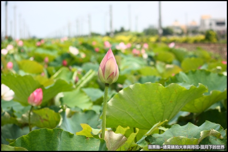 苗栗縣-通宵鎮拍火車與荷花 (23).JPG