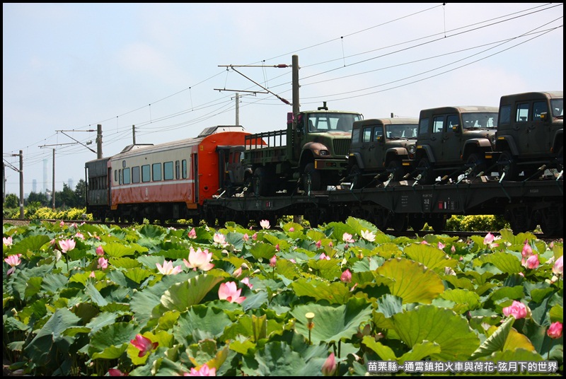 苗栗縣-通宵鎮拍火車與荷花 (20).JPG