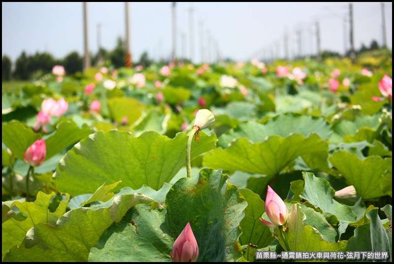 苗栗縣-通宵鎮拍火車與荷花 (25).JPG