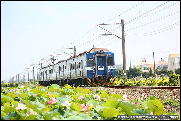 苗栗縣-通宵鎮拍火車與荷花 (28).JPG