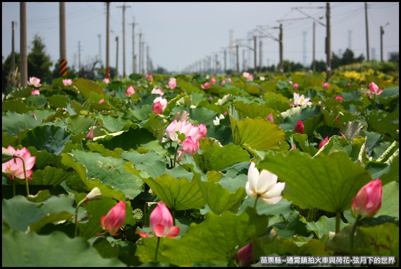 苗栗縣-通宵鎮拍火車與荷花 (24).JPG