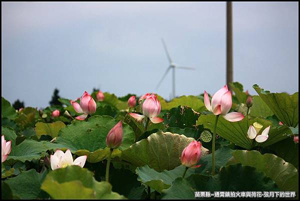 苗栗縣-通宵鎮拍火車與荷花 (31).JPG