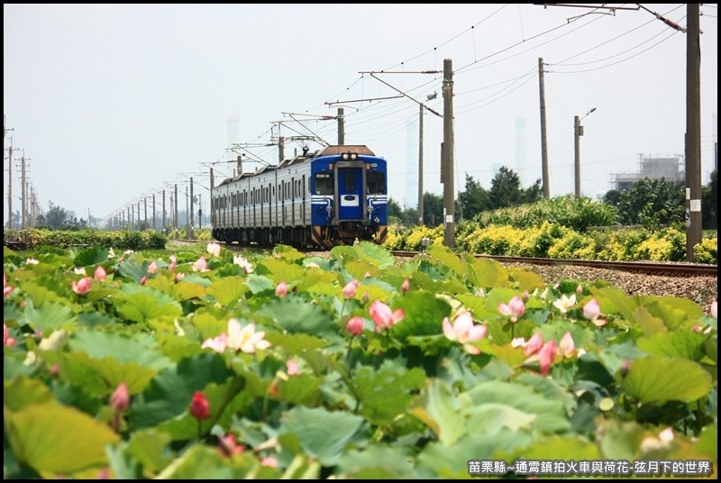 苗栗縣-通宵鎮拍火車與荷花 (36).JPG