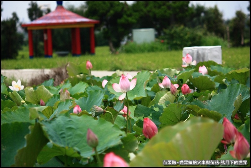 苗栗縣-通宵鎮拍火車與荷花 (34).JPG