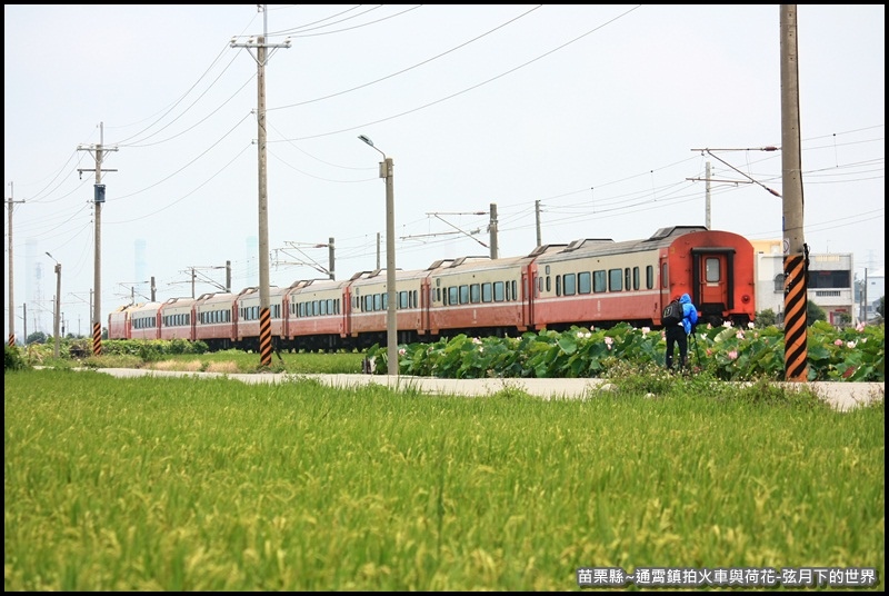 苗栗縣-通宵鎮拍火車與荷花 (40).JPG