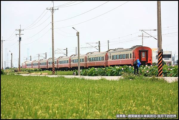 苗栗縣-通宵鎮拍火車與荷花 (40).JPG