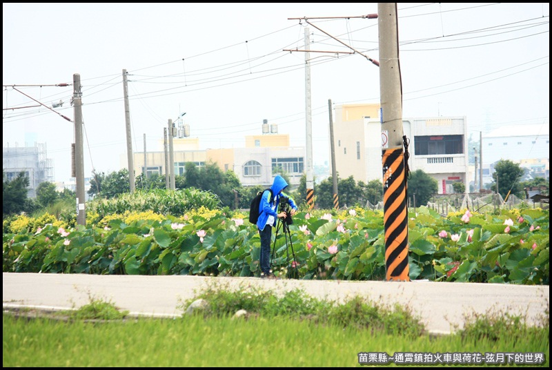 苗栗縣-通宵鎮拍火車與荷花 (38).JPG