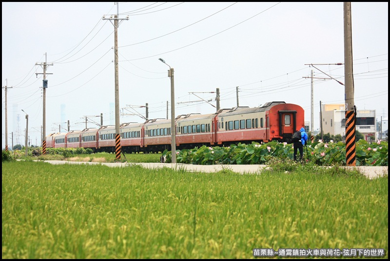 苗栗縣-通宵鎮拍火車與荷花 (41).JPG