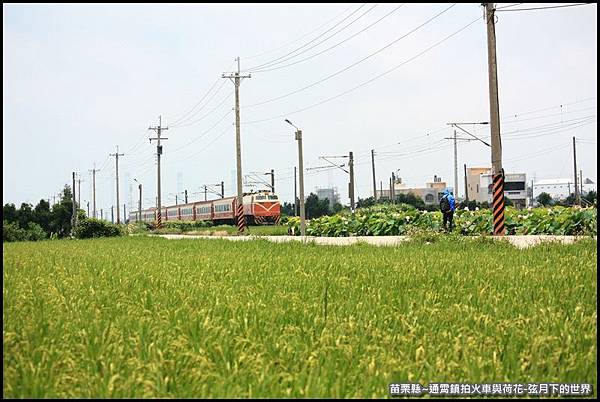 苗栗縣-通宵鎮拍火車與荷花 (42).JPG