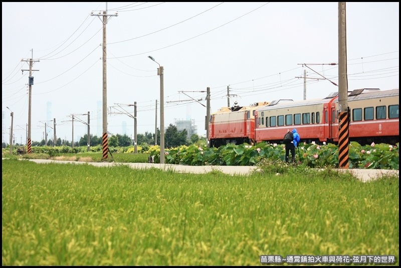 苗栗縣-通宵鎮拍火車與荷花 (39).JPG