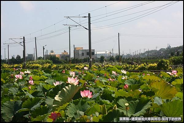 苗栗縣-通宵鎮拍火車與荷花 (44).JPG