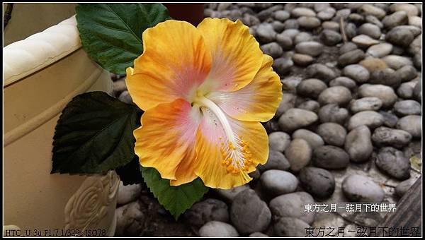 朱槿~東方之月 (8)