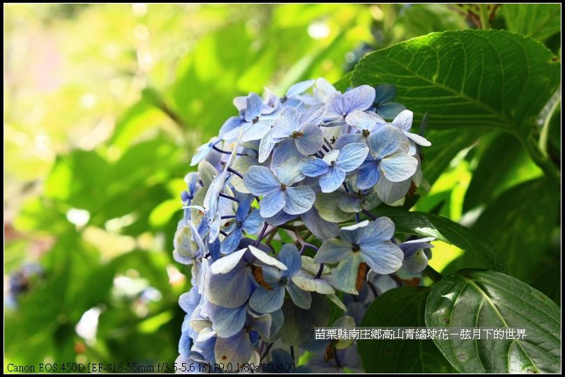 苗栗縣南庄高山青繡球花 (2)