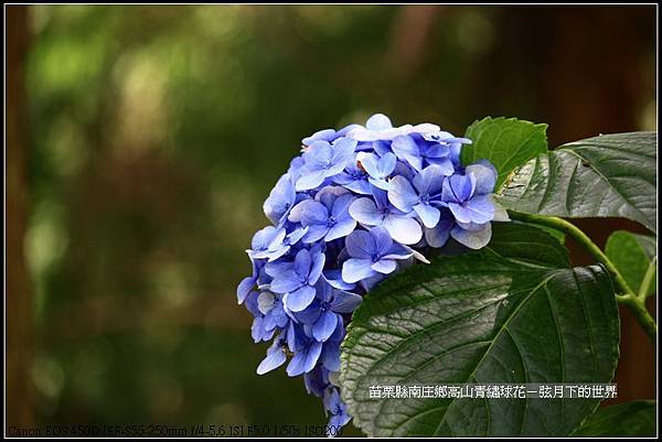 苗栗縣南庄高山青繡球花 (23)