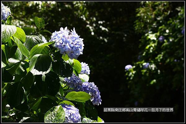 苗栗縣南庄高山青繡球花 (46)