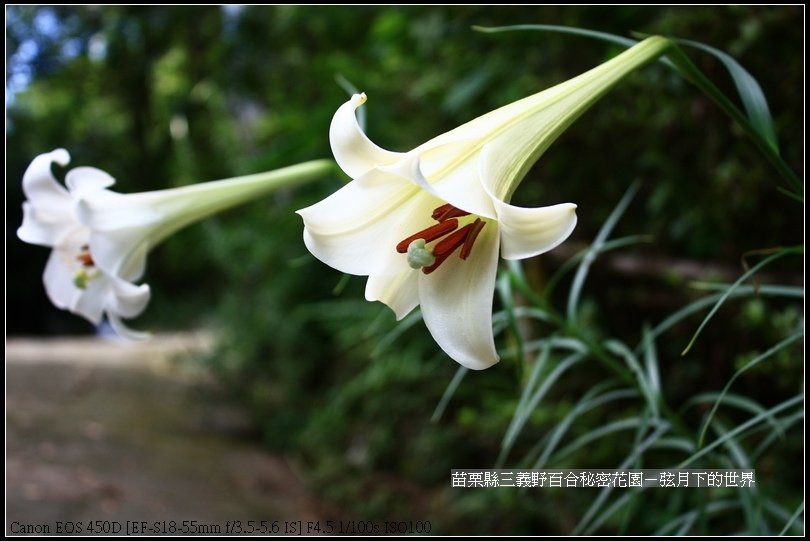 苗栗縣三義鄉~野百合秘密花園 (3)