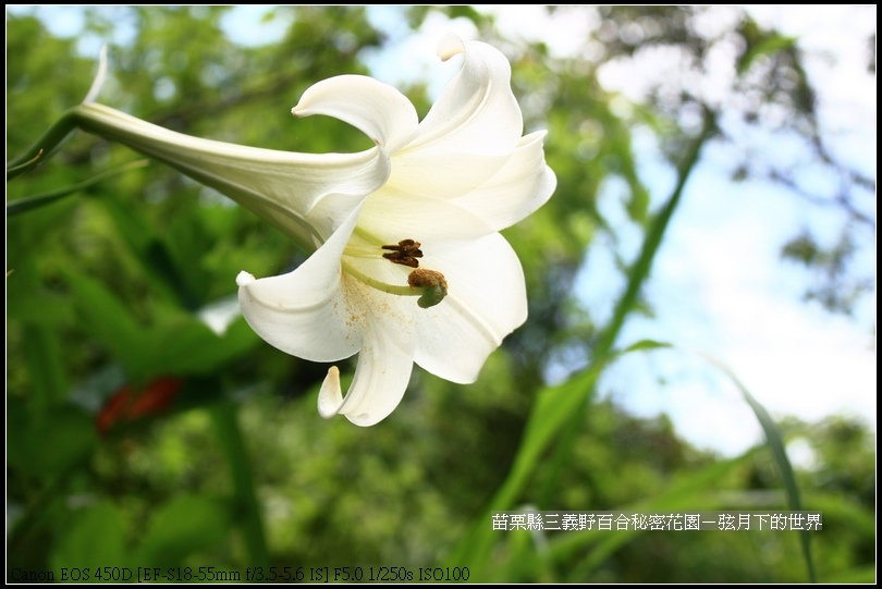 苗栗縣三義鄉~野百合秘密花園 (4)