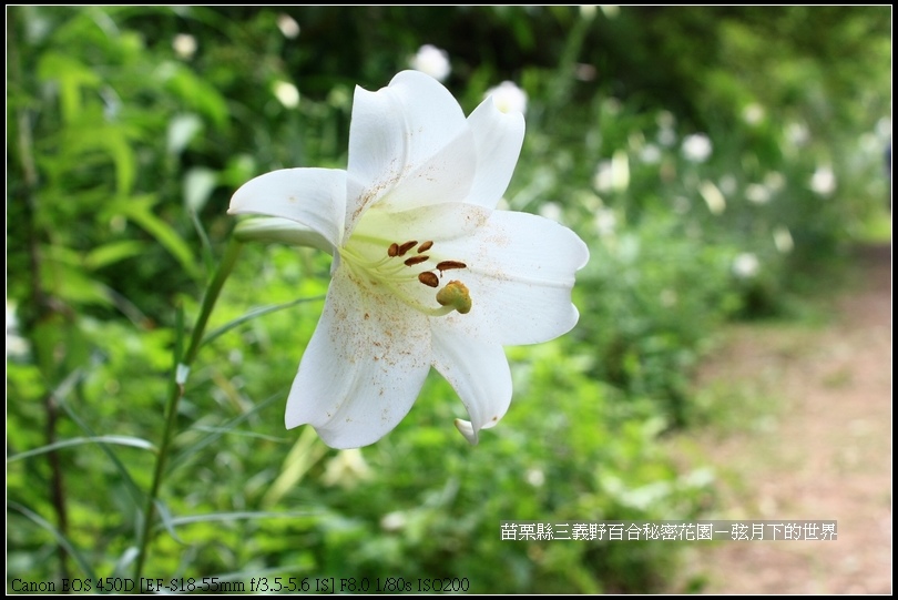 苗栗縣三義鄉~野百合秘密花園 (6)