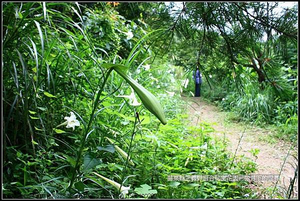 苗栗縣三義鄉~野百合秘密花園 (7)