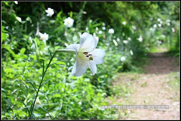 苗栗縣三義鄉~野百合秘密花園 (8)