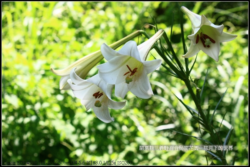 苗栗縣三義鄉~野百合秘密花園 (13)