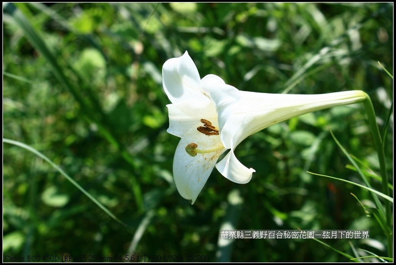 苗栗縣三義鄉~野百合秘密花園 (14)