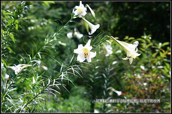 苗栗縣三義鄉~野百合秘密花園 (15)