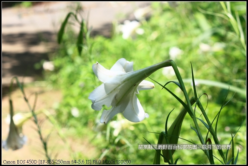 苗栗縣三義鄉~野百合秘密花園 (16)