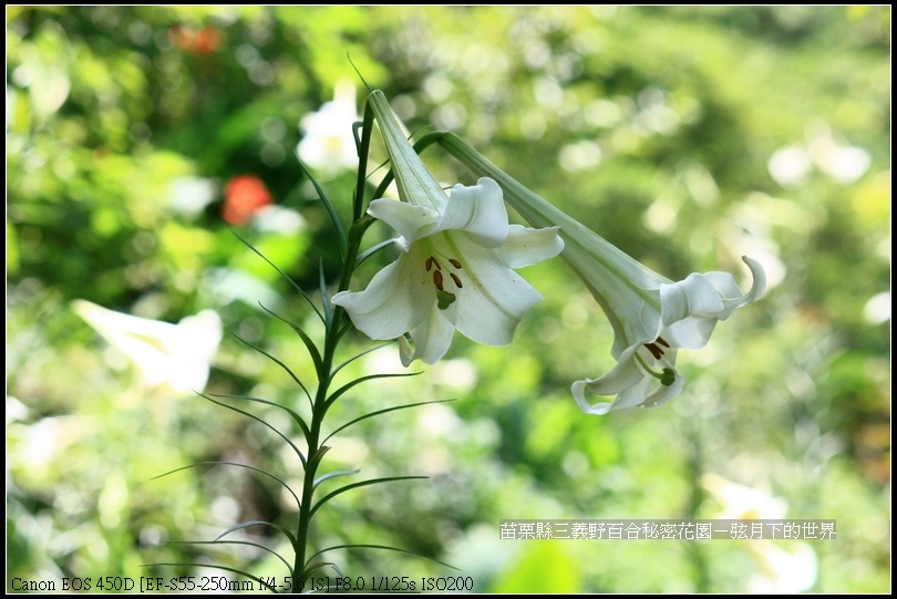 苗栗縣三義鄉~野百合秘密花園(17)