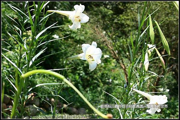 苗栗縣三義鄉~野百合秘密花園 (21)