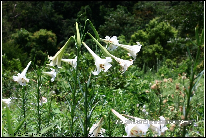 苗栗縣三義鄉~野百合秘密花園 (22)