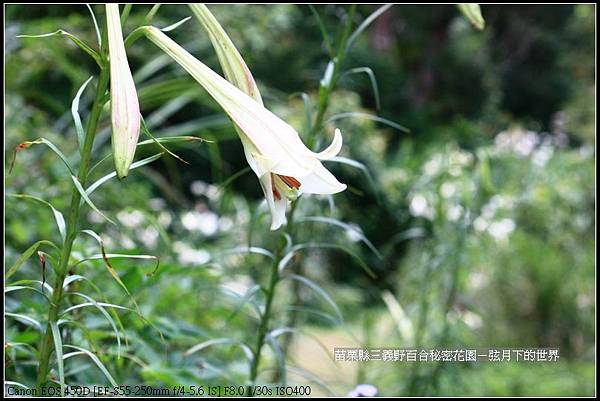 苗栗縣三義鄉~野百合秘密花園(24)