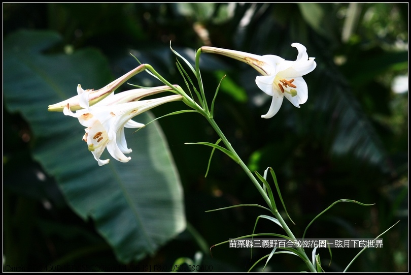 苗栗縣三義鄉~野百合秘密花園(25)