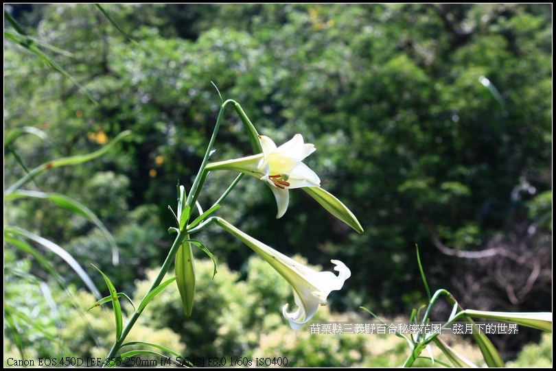 苗栗縣三義鄉~野百合秘密花園 (26)