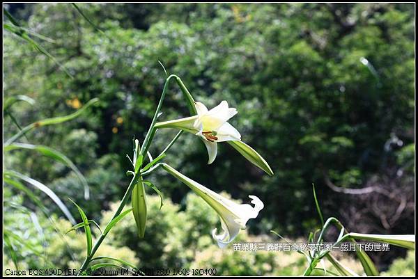苗栗縣三義鄉~野百合秘密花園 (26)