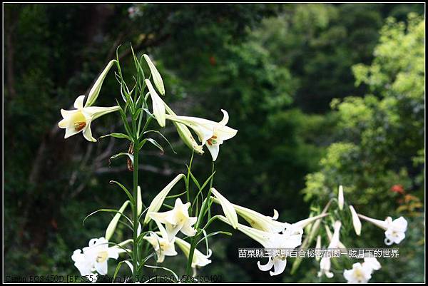 苗栗縣三義鄉~野百合秘密花園 (27)