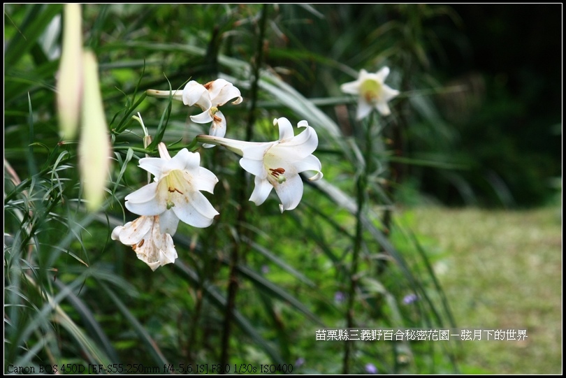 苗栗縣三義鄉~野百合秘密花園 (29)