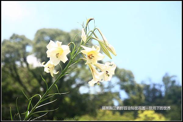 苗栗縣三義鄉~野百合秘密花園 (31)