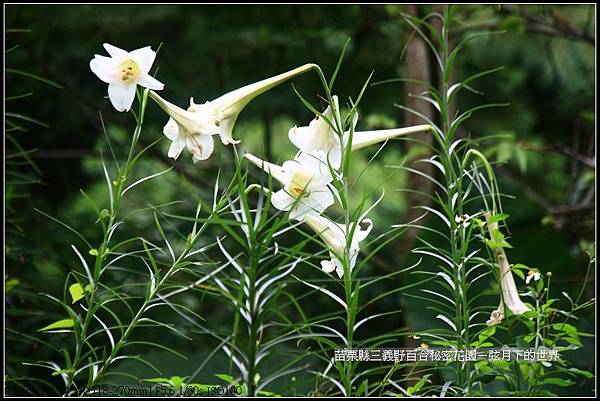 苗栗縣三義鄉~野百合秘密花園 (35)