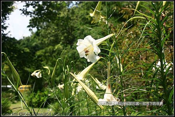 苗栗縣三義鄉~野百合秘密花園 (37)