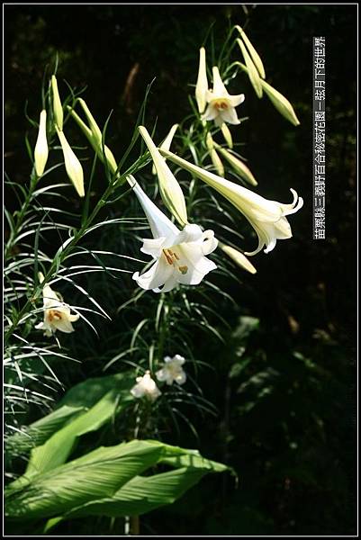 苗栗縣三義鄉~野百合秘密花園 (38)