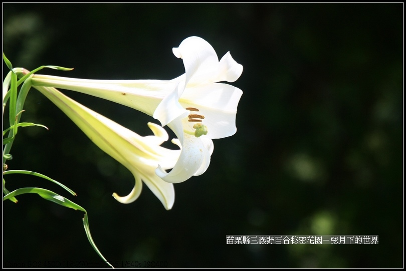 苗栗縣三義鄉~野百合秘密花園(41)