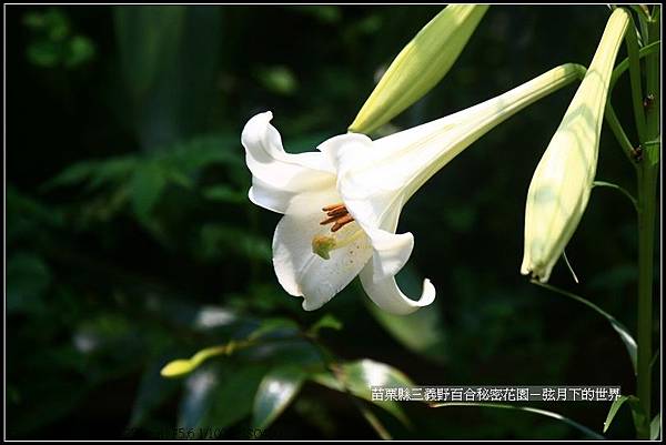 苗栗縣三義鄉~野百合秘密花園 (42)