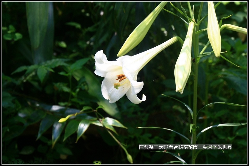 苗栗縣三義鄉~野百合秘密花園 (43)