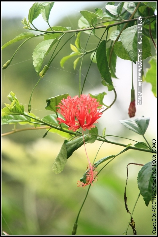 苗栗縣三義鄉~野百合秘密花園 (44)