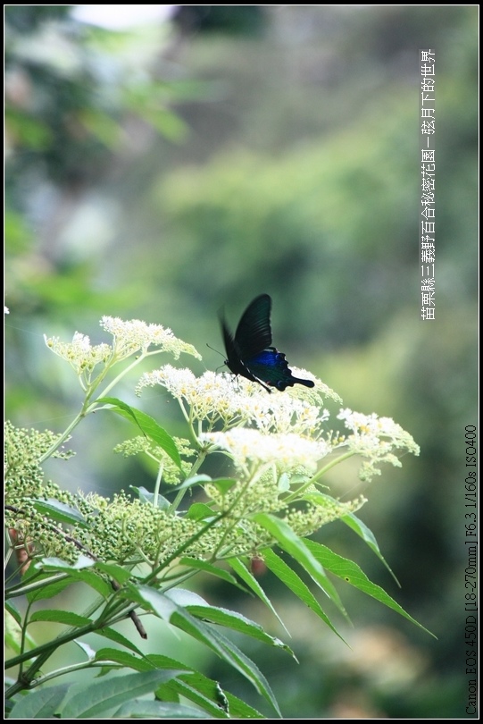 苗栗縣三義鄉~野百合秘密花園(46)