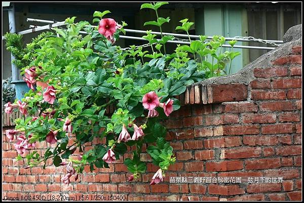 苗栗縣三義鄉~野百合秘密花園 (47)