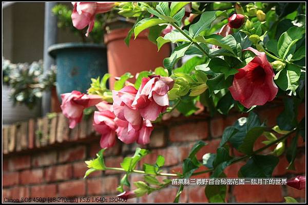 苗栗縣三義鄉~野百合秘密花園 (49)